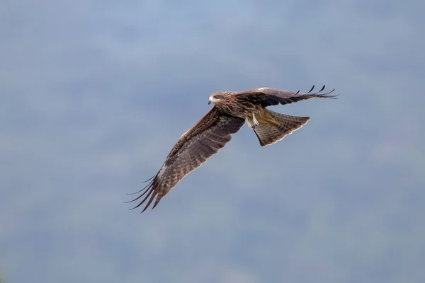 Nibbio nero (Milvus migrans) in volo — Foto Stock