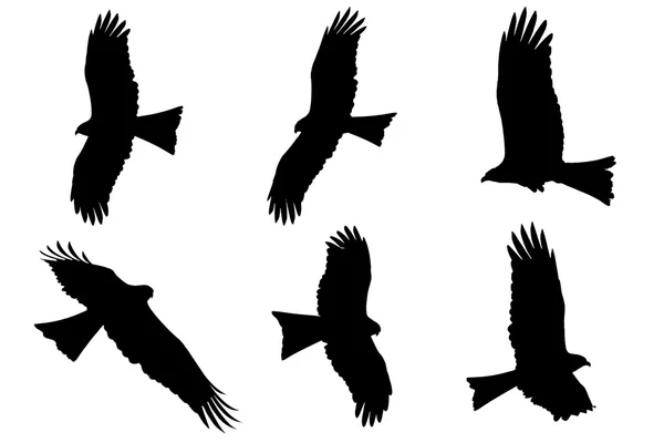 Silhouette of Eagles - Black Kite — Stock Photo, Image