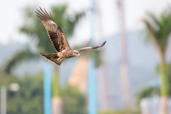 Black Kite (Milvus migrans) che vola in città con sfondo sfocato della città — Foto Stock