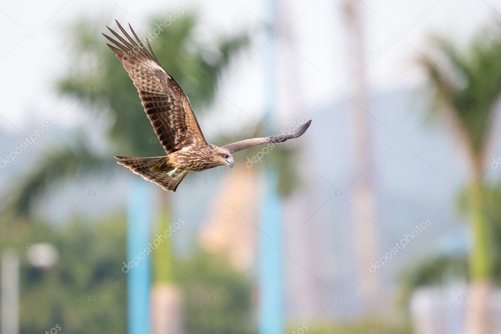Black Kite  (Milvus migrans)  flying in city with blur city background