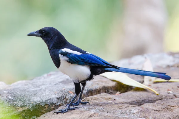 Sort-faktureret Magpie (Pica pica) sidder på sten - Stock-foto