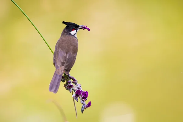 Rode muricola buulbuuls eten bloem met prachtige groene achtergrond — Stockfoto