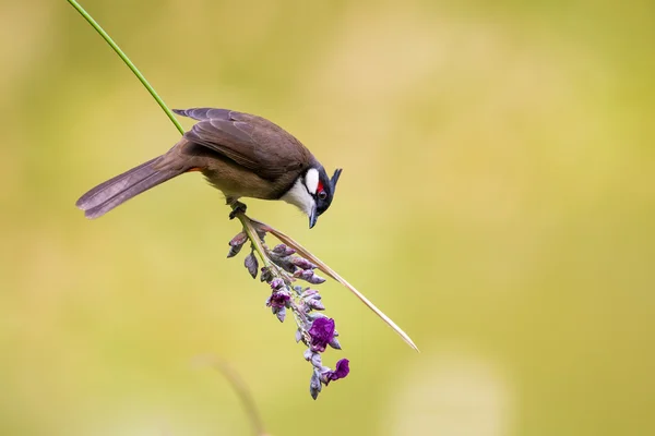 美しい背景が緑色の花を食べる赤ヒゲ ヒヨドリ — ストック写真