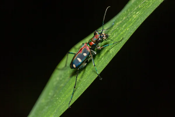 Modré spatřen tygr brouka na list (Cicindela aurulenta) — Stock fotografie