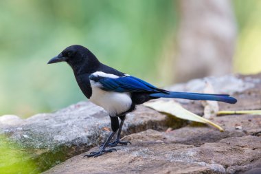 Siyah gagalı Magpie (pika pika) taş üzerine tıraşlama