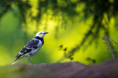 Black-collared Starling perching on stone with green background clipart