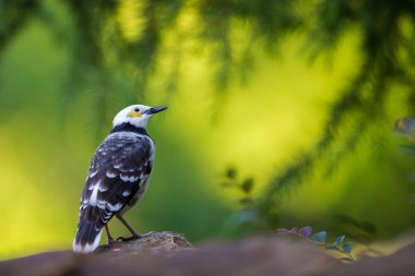 Siyah yakalı Starling taş yeşil arka plana sahip tıraşlama