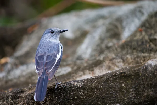 Oriental Sroka Robin perching na kamień — Zdjęcie stockowe