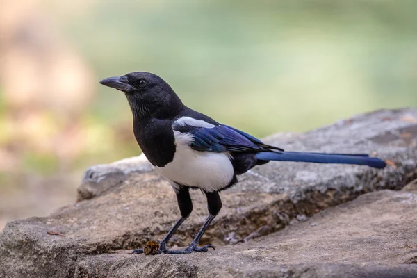 カササギ (カササギ) 石に止まった — ストック写真