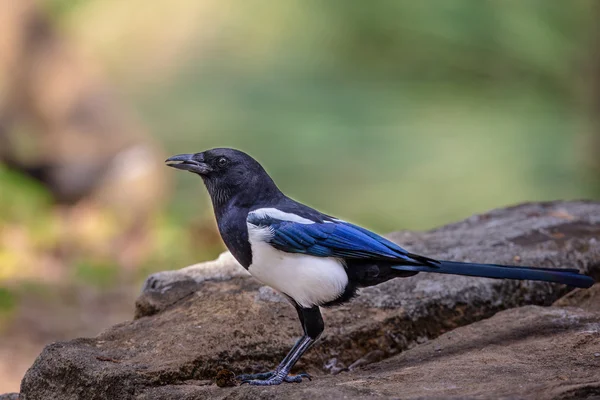 Sort-faktureret Magpie (Pica pica) sidder på sten - Stock-foto