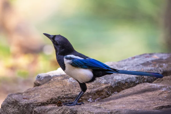 Gazza nera (Pica pica) appollaiata sulla pietra — Foto Stock