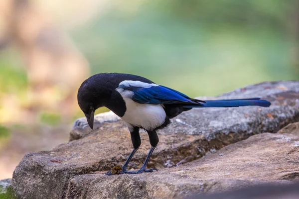 カササギ (カササギ) 石に止まった — ストック写真