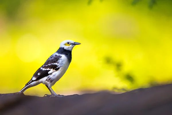 Czarny collared szpak perching na kamień z zielonym tle — Zdjęcie stockowe