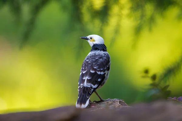 Black-collared Starling perching on stone with green background — Stock Photo, Image