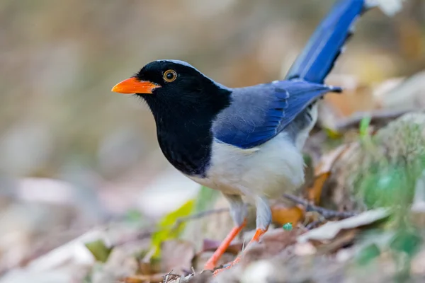 Ritratto di uccello - Gazza azzurra — Foto Stock