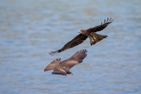 Två Brun glada (Milvus migrans) flygande — Stockfoto