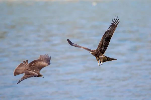 Δύο μαύρο Kite (Milvus migrans) που φέρουν — Φωτογραφία Αρχείου