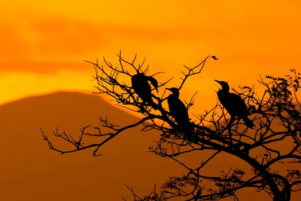 Silueta Kormorán velký a strom s Sunrise - barevný tón naladěn — Stock fotografie