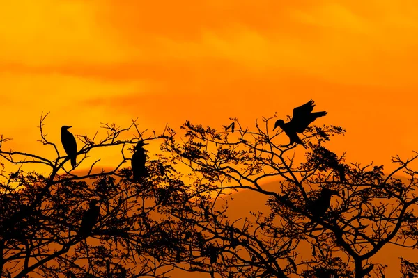 Silhueta de grande corvo-marinho e árvore com nascer do sol tom de cor sintonizado — Fotografia de Stock