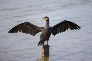 Büyük karabatak (Phalacrocorax carbo) tahtaya tıraşlama