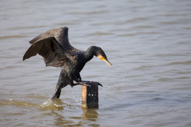 Great Cormorant (Phalacrocorax carbo) landing clipart