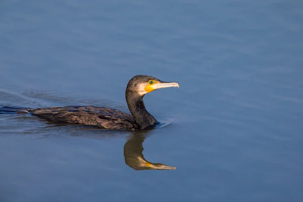 Great Cormorant (Phalacrocorax carbo) swimming on pond — Stock Photo, Image