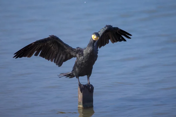 Great Cormorant (Phalacrocorax carbo) perching on wood — Stock Photo, Image