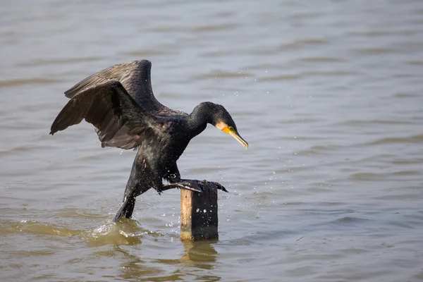Büyük karabatak (Phalacrocorax carbo) açılış