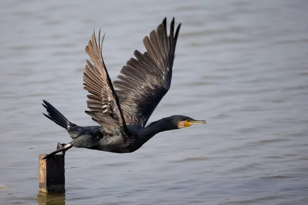 Great Cormorant (Phalacrocorax carbo) take off — Stock Photo, Image