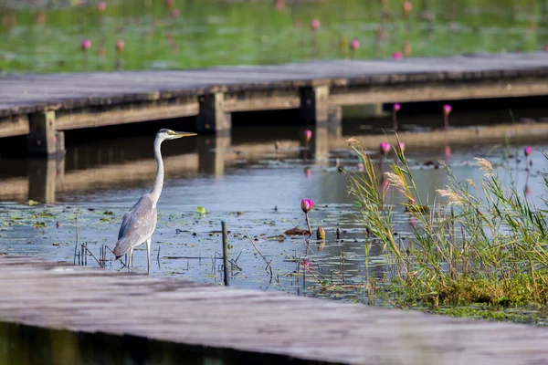 Grey Heron with lotus — Stock Photo, Image