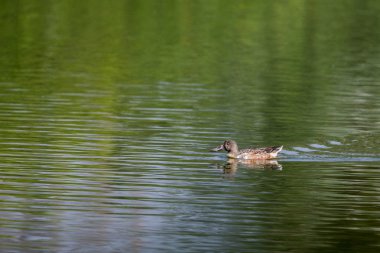 Yeşil su yüzme shoveler (Anas clypeata)