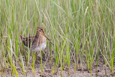 Otların arasında ortak su çulluğu (Gallingago gallinago) gizle