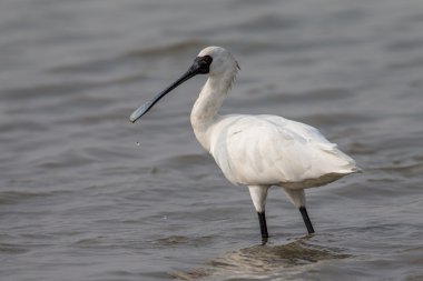 Kara yüzlü kaşıkçı (Platalea minor) ayakta su
