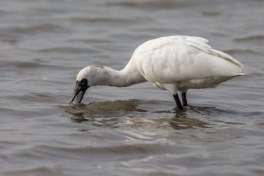 Su gıda arıyorum kaşıkçı