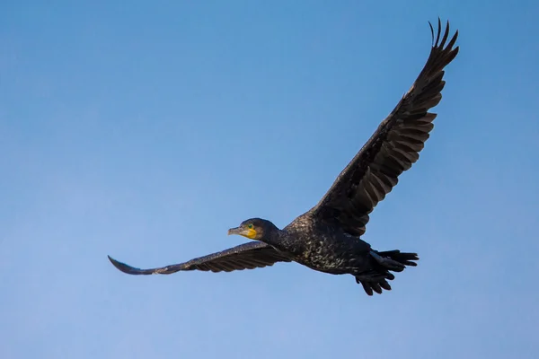 Grande Cormorano (Phalacrocorax carbo) in volo — Foto Stock