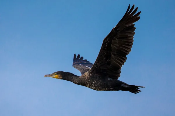 Nagy kárókatona (Phalacrocorax carbo) repülés — Stock Fotó