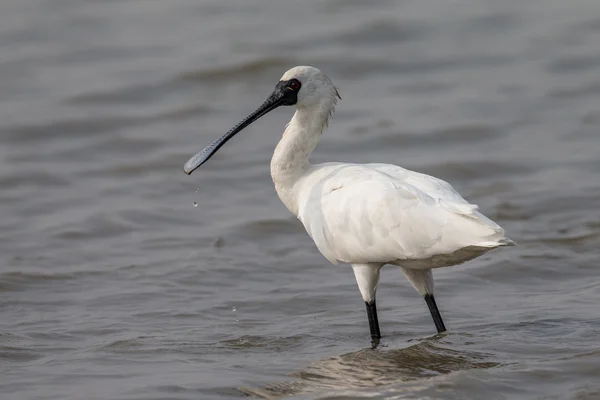 Svart-faced skedstork (Platalea mindre) stående i vatten — Stockfoto