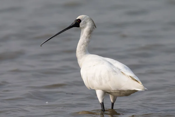 Black-faced Spoonbill (Platalea minor)  standing in water — Stock Photo, Image