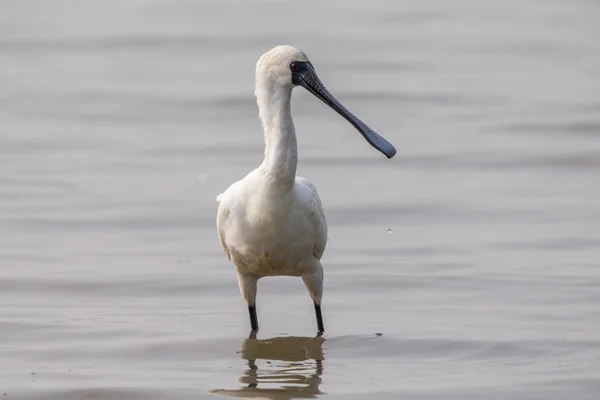 Černý-stál před kolpíků (Platalea menší) postavení ve vodě — Stock fotografie