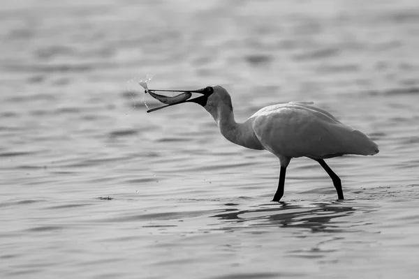 Svart-faced skedstork fånga fisk — Stockfoto