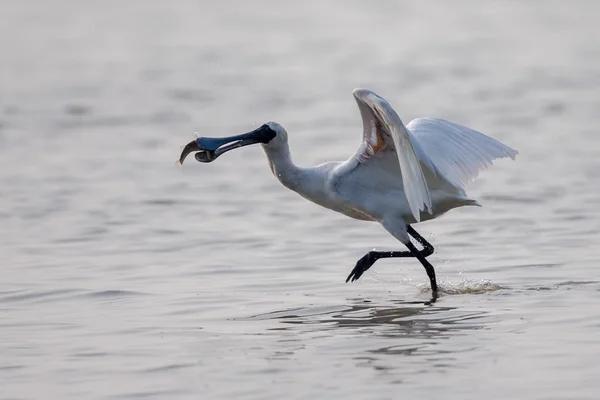 Black-faced Spoonbill catch fish — Stock Photo, Image