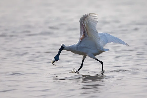 Cara negra Spoonbill captura de peces —  Fotos de Stock