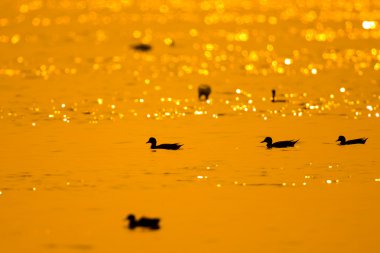 Alacakaranlık arka plan ördekleri