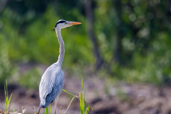 Grey Heron perching with green background — Stock Photo, Image