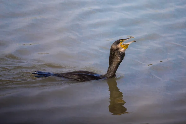 Great Cormorant (Phalacrocorax carbo) eating fish — Stock Photo, Image