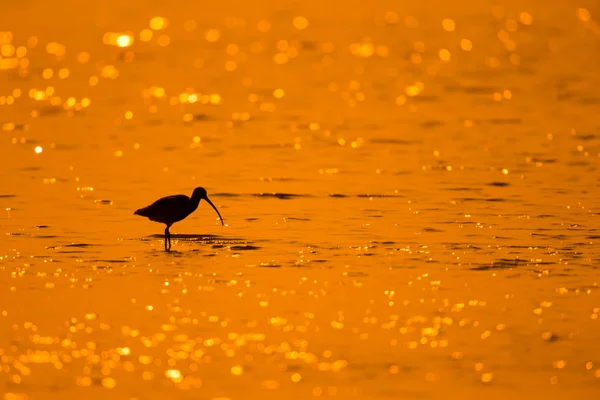 Silhouette of Eurasian Curlew with twilight background — Stock Photo, Image