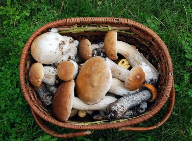 Kavak mantar ve çim cep mantar sepeti