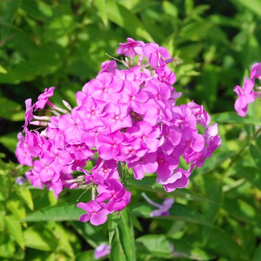 Phlox paniculata çiçekler açar bahçede 