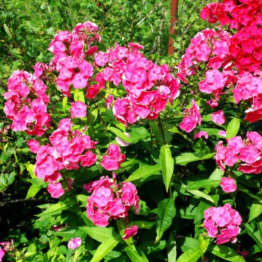 Bahçedeki parlak koyu kırmızı çiçekler açar ile Phlox paniculata funda 