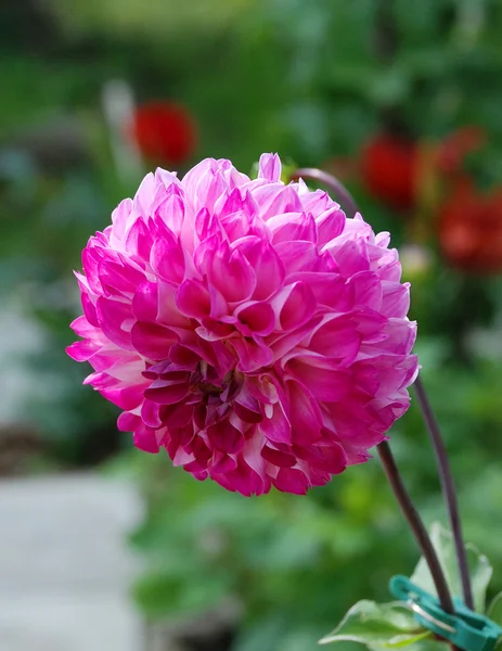 Flor de dalia rosa brillante florece en el jardín — Foto de Stock